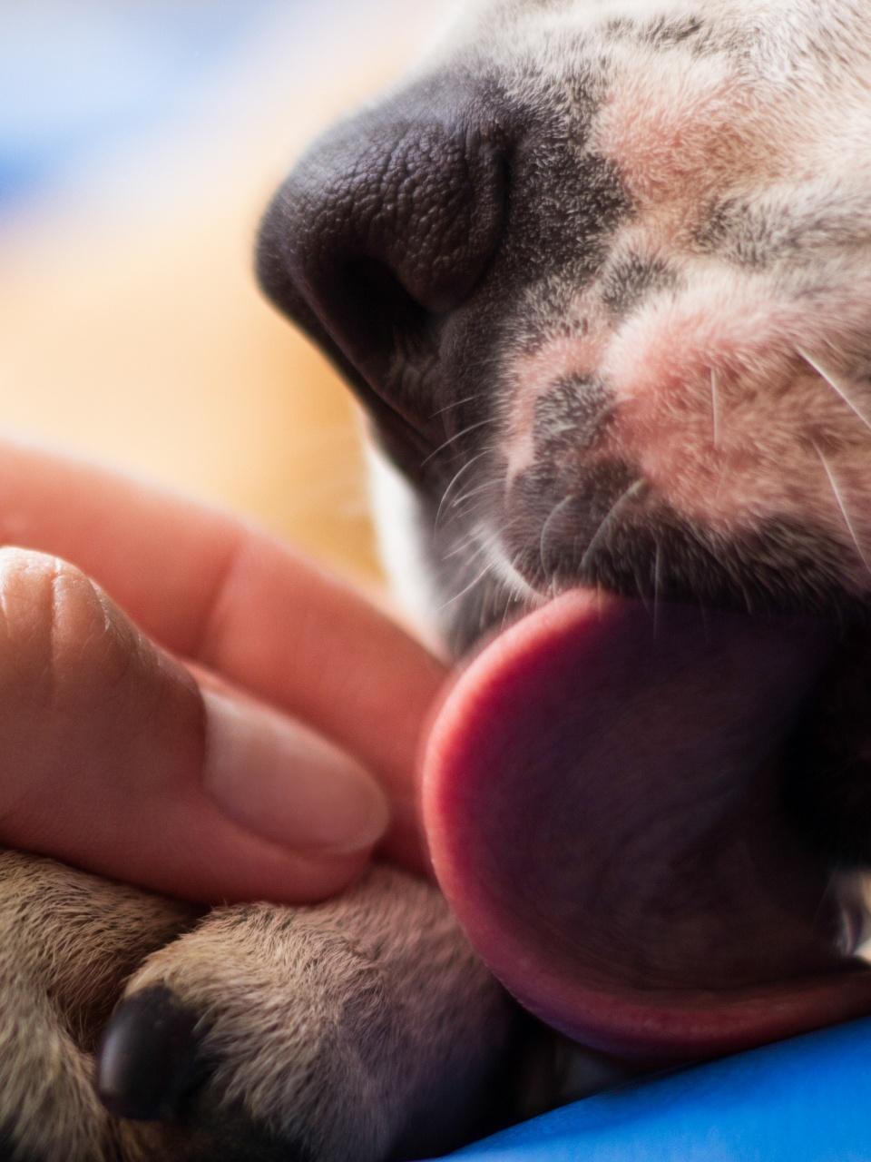 German Shepherd Dog eating licking grapes from man's hand. Close up.