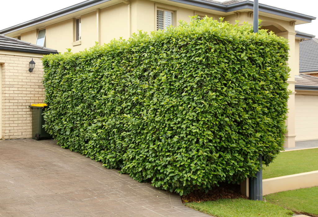 A fantastic example of a thick Viburnum hedge.