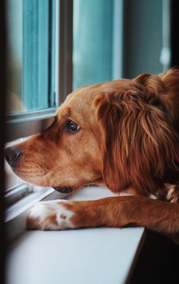 GOLDEN RETRIEVER WAITING FOR OWNER TO COME HOME