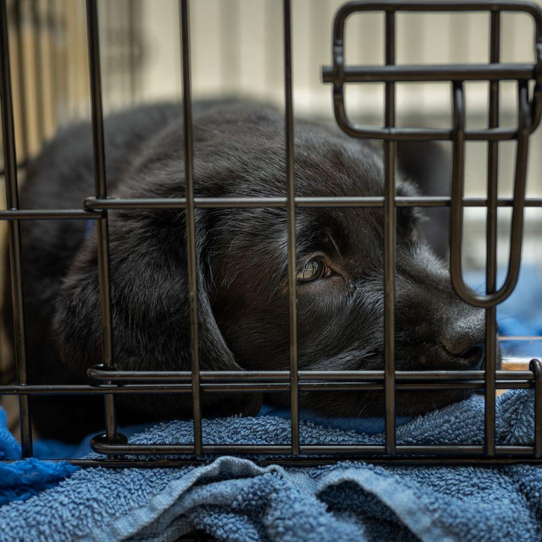 Why does my dog pee on carpet and How to stop It Potty Buddy Potty