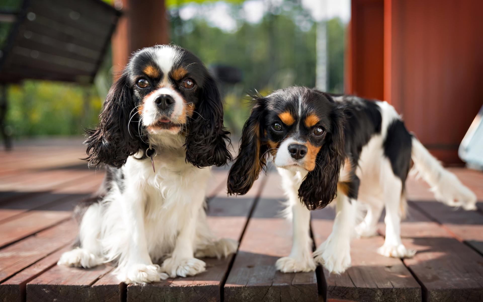 Two cute king charles cavalier spaniel dogs