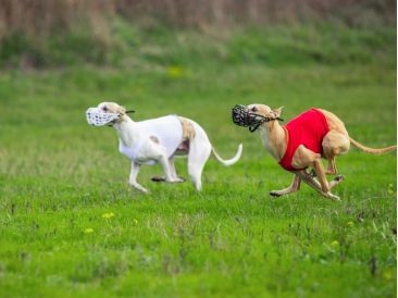 Selvita Caninve Dogs Running
