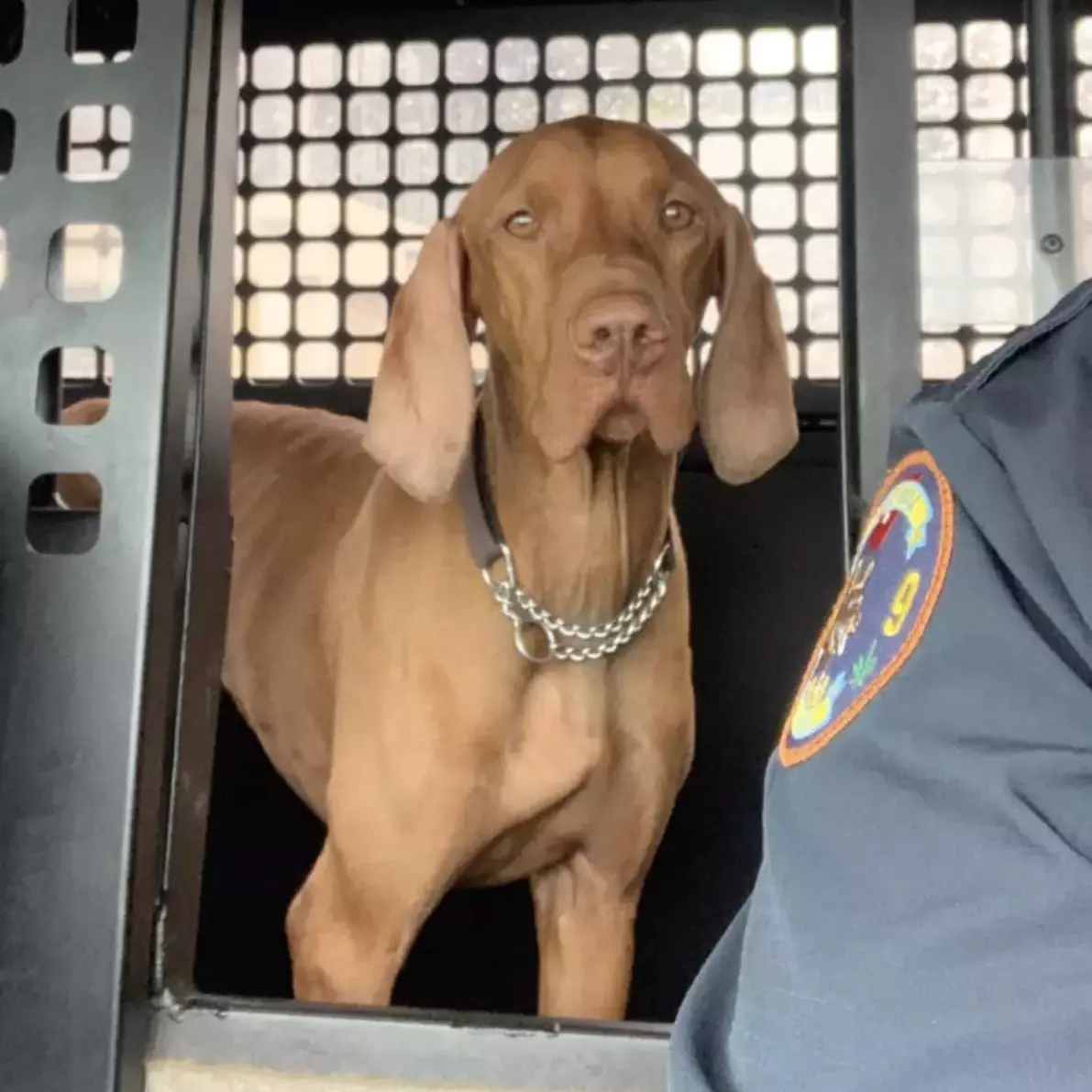 k9 flum