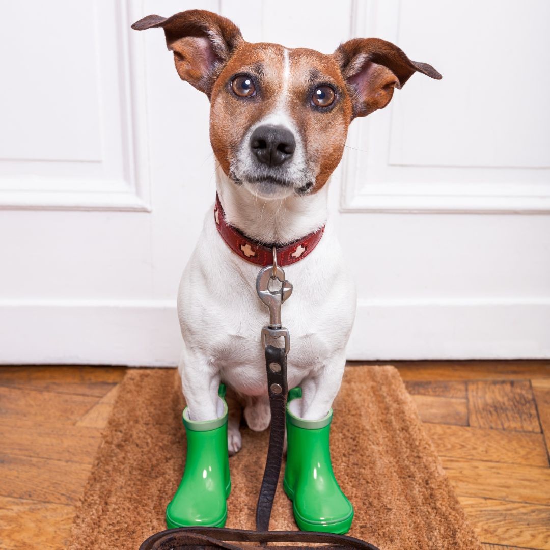 Dog wearing rubber boots