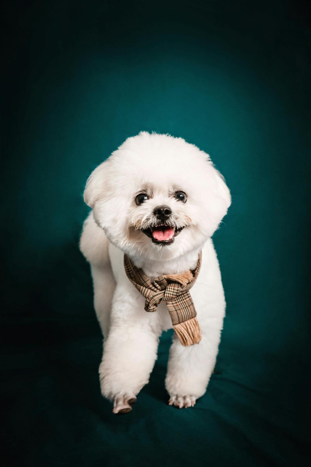 Bichon Frise