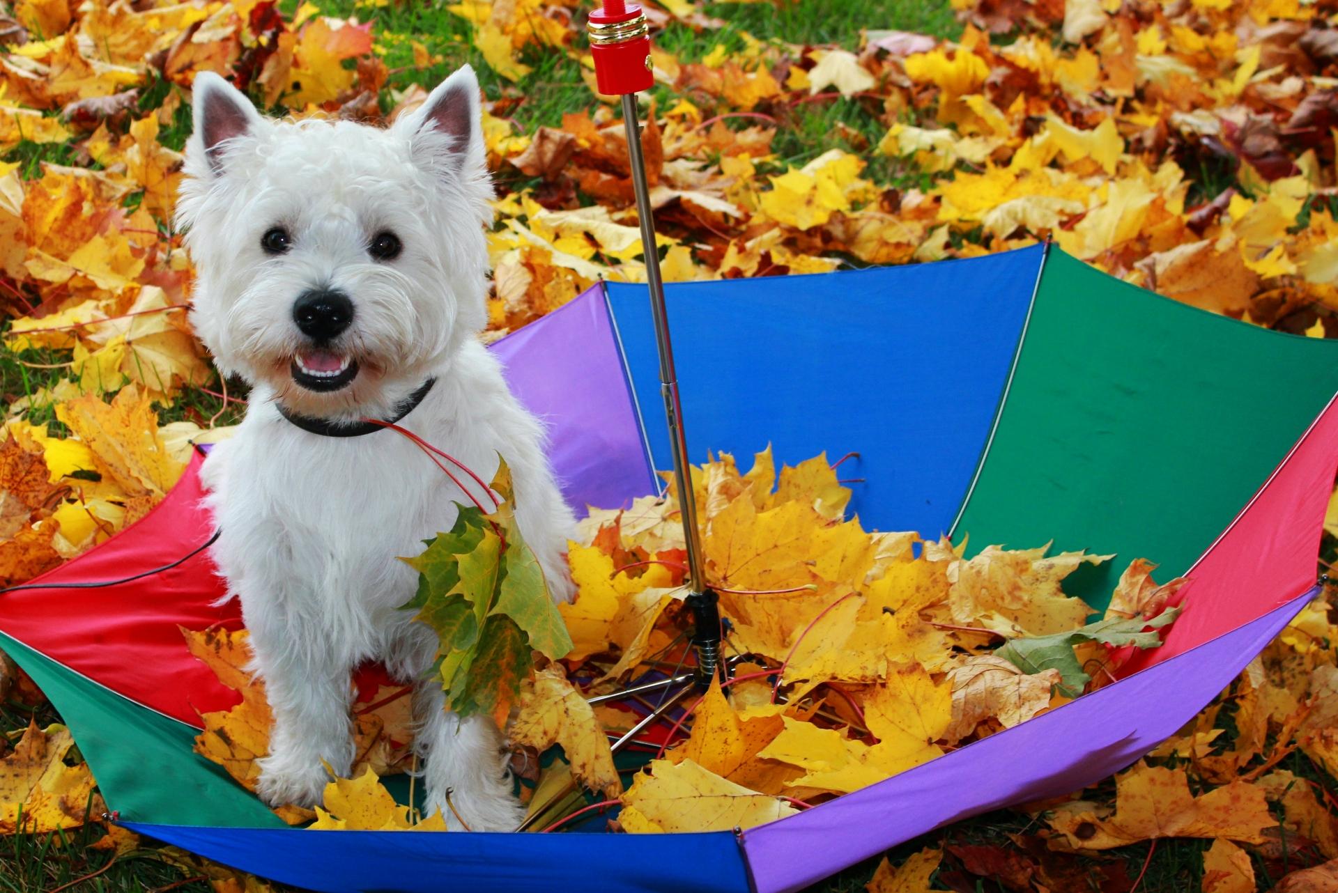 West Highland White Terrier Dog