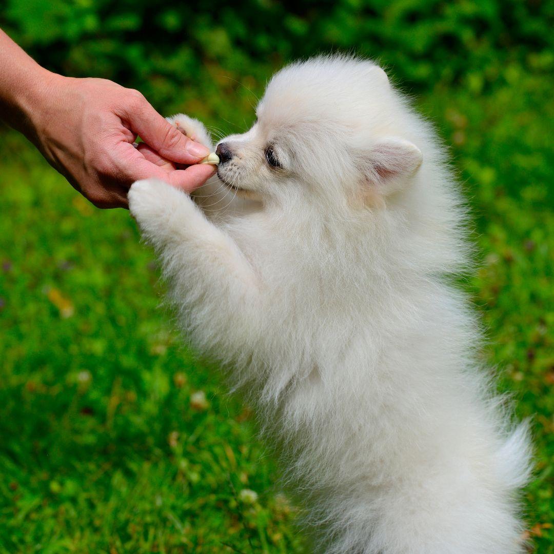 Puppy receiving treat