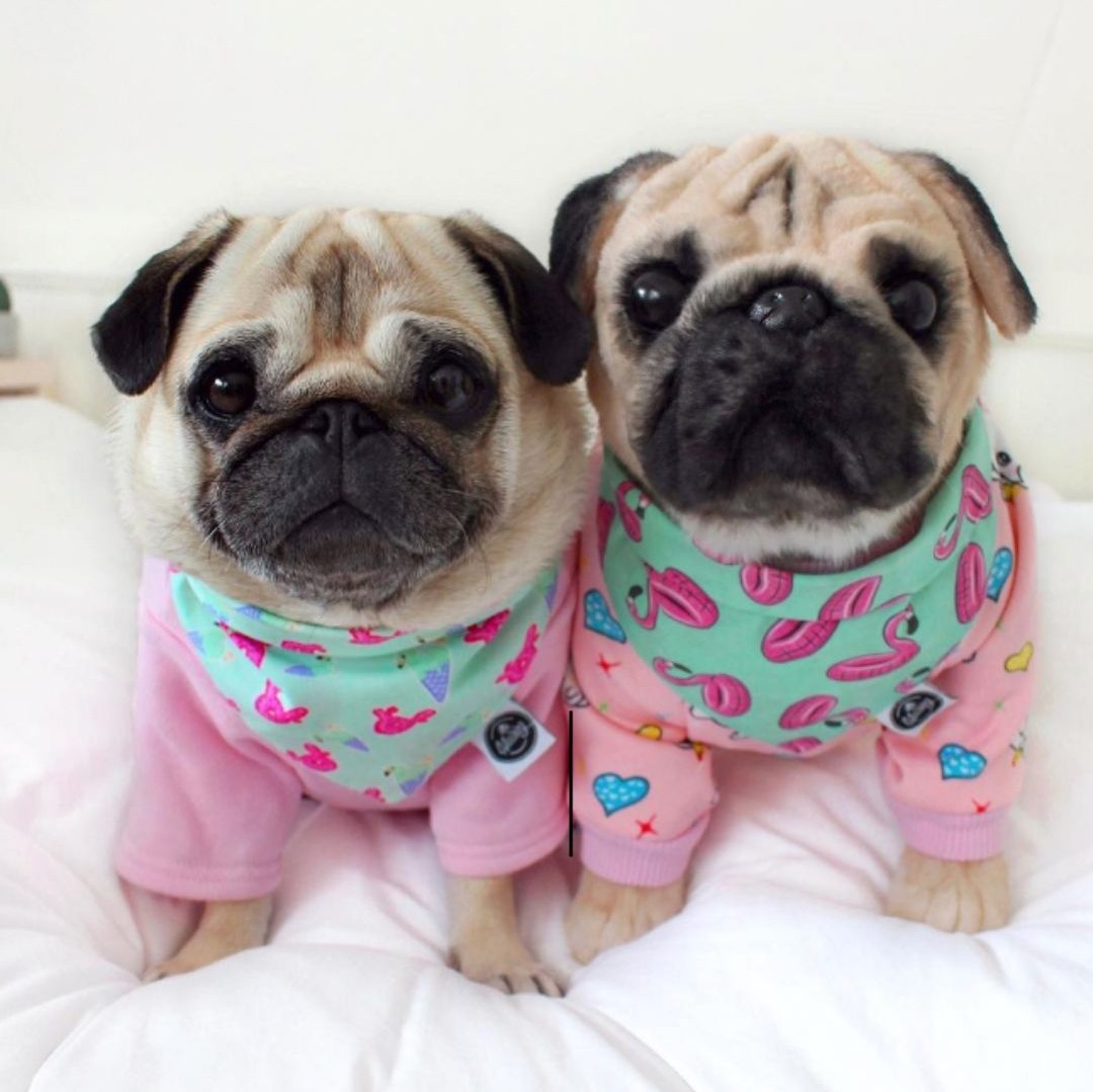 On the left is a pug cuddle clone and to the right is the real dog that the cuddle clone is based off of