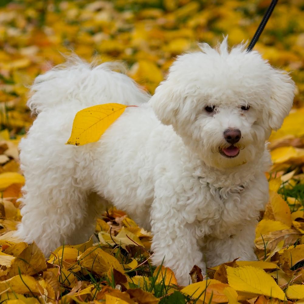 Beautiful bolognese puppy
