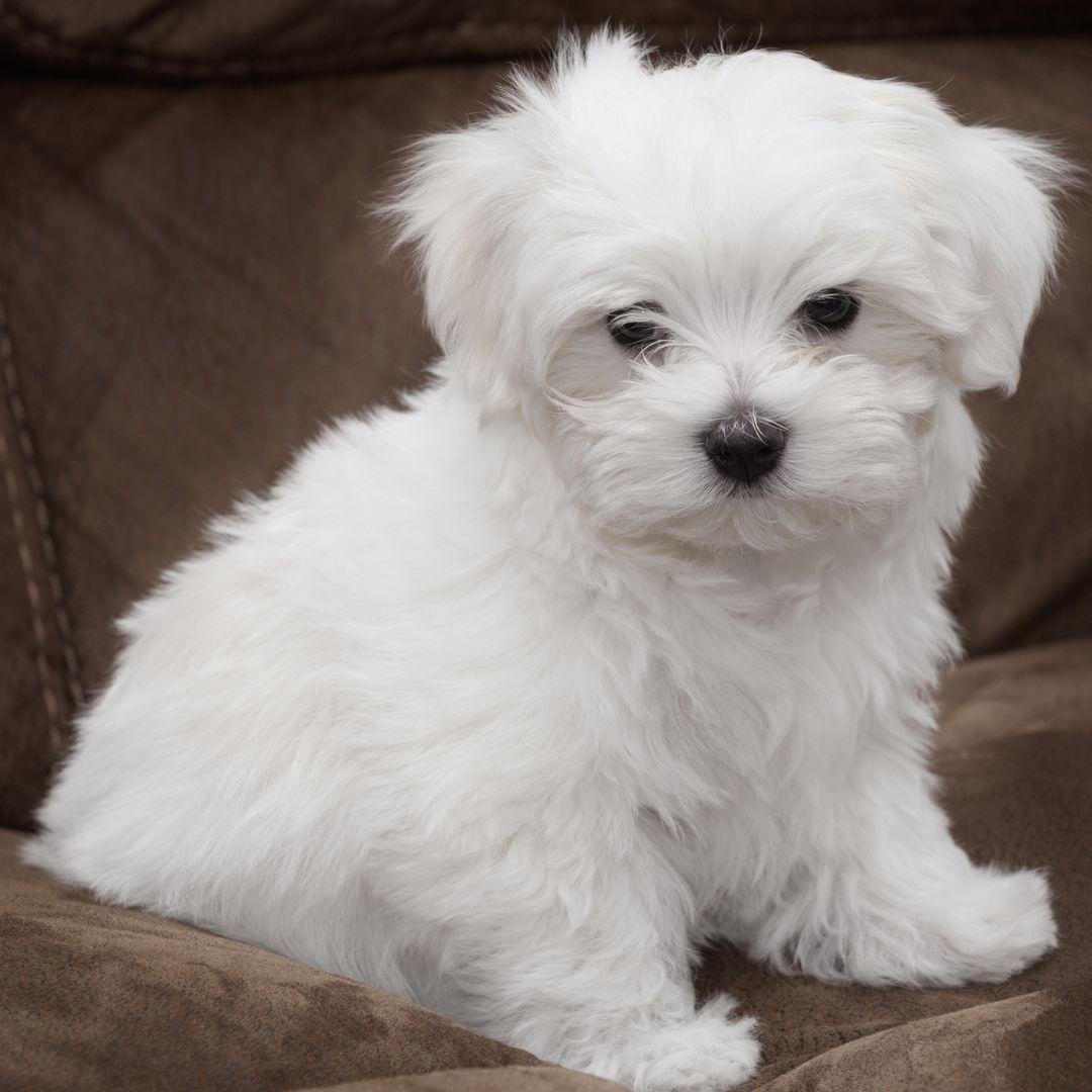 Cute white Maltese puppy