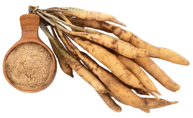 SHATAVARI ROOT EXTRACT