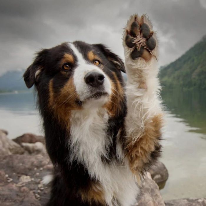 Dog raising paw to camera