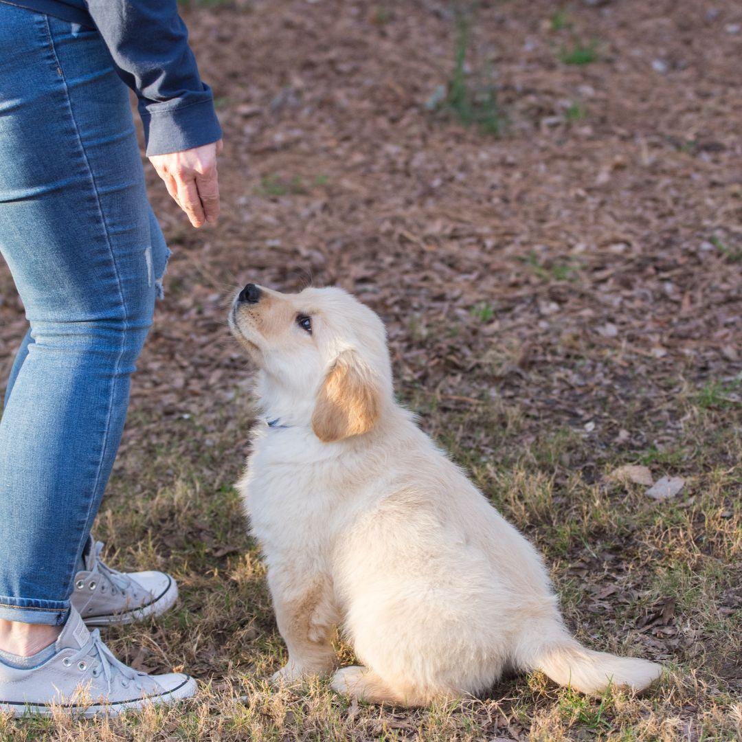 Puppy training