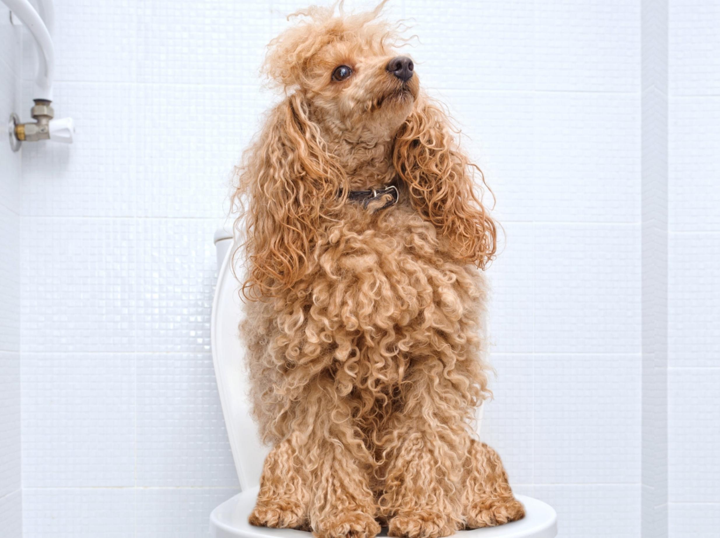 Is your older dog peeing in the house? Here's why and how to handle it