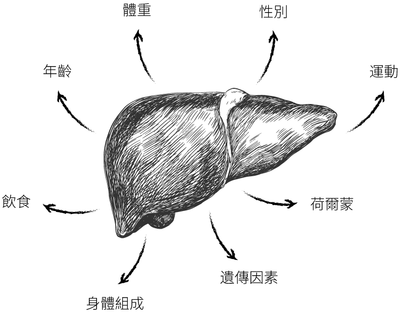 影響肝臟健康的因素包括體重、性別、運動、荷爾蒙、遺傳因素、身體組成、飲食以及年齡。