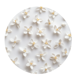 A bunch of fresh white neroli flowers kept over a white color background
