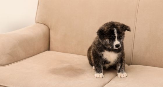 Dog sitting on sofa next to stain