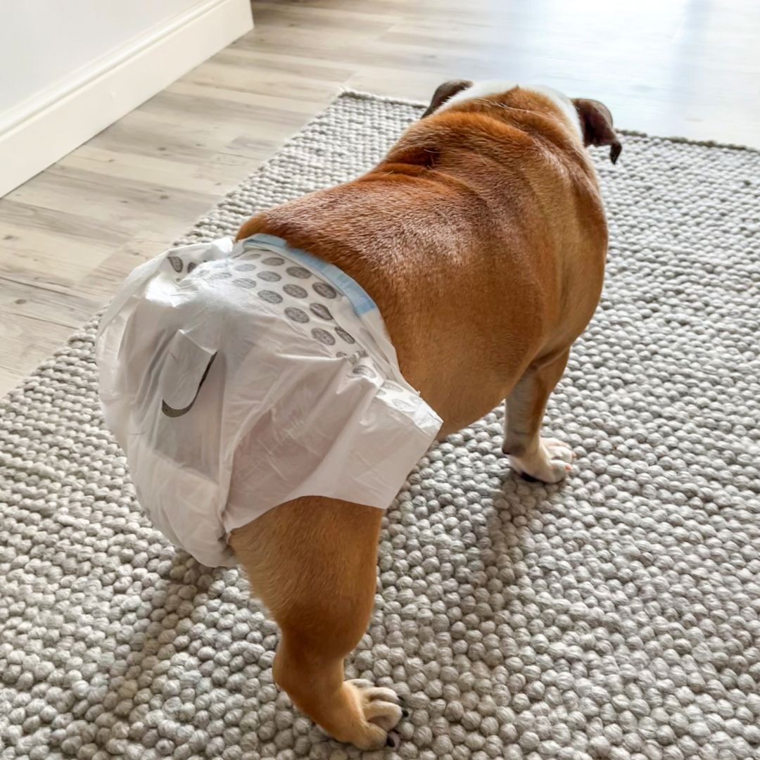 Female bulldog wearing disposable diaper