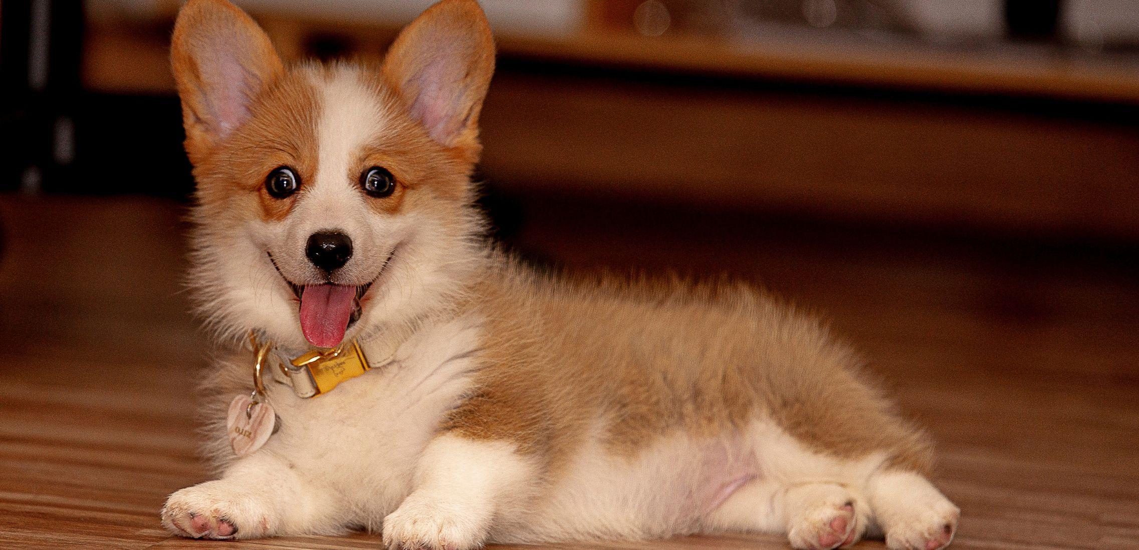 Puppy is sitting indoor