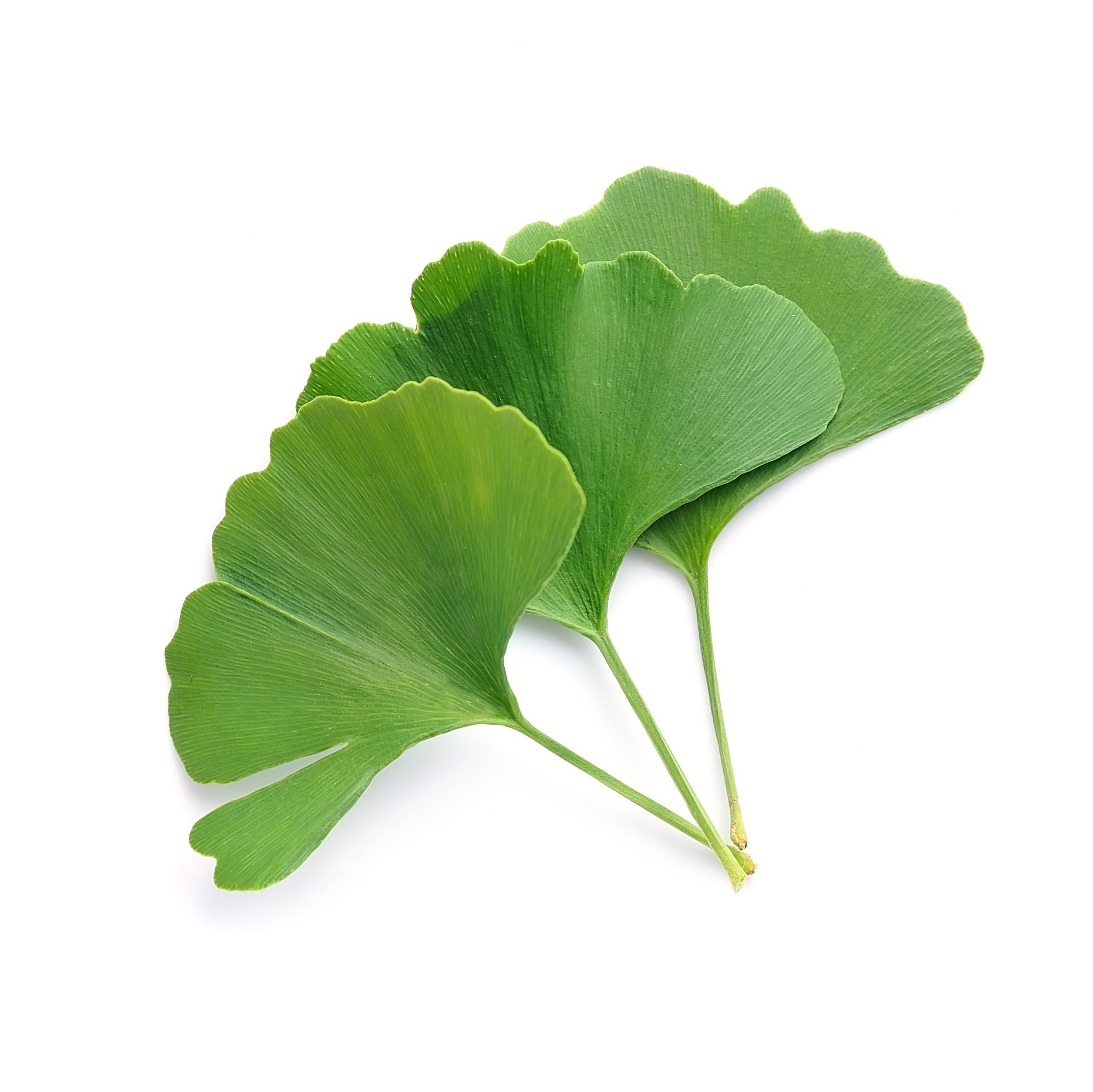Three green ginko biloba leaves, with a fan-like and ribbed appearance against a white background.