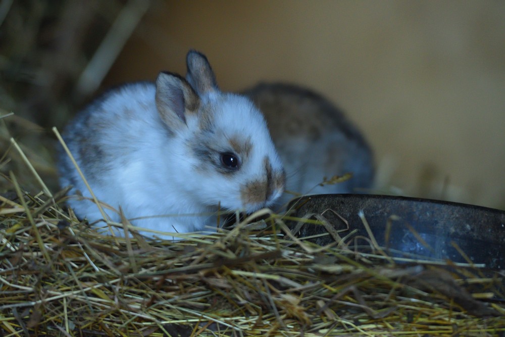 Straw Bedding For Rabbits: The Key Facts