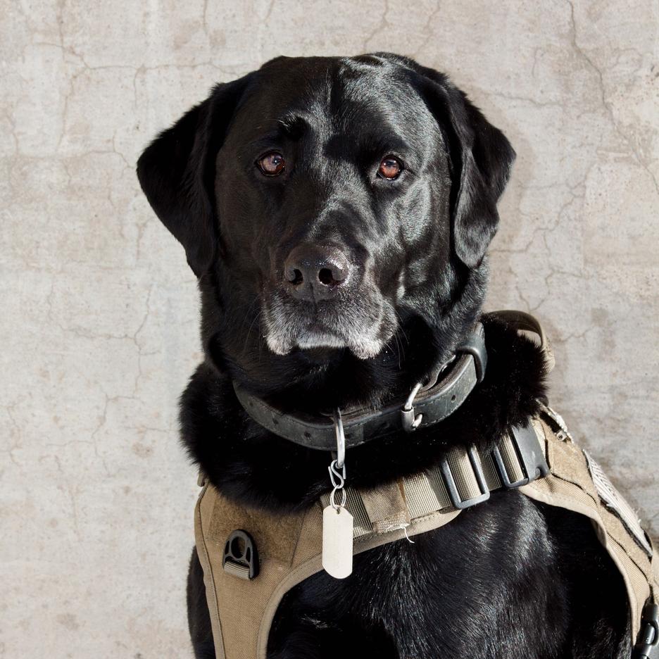 K-9 Hunter – Project K-9 Hero