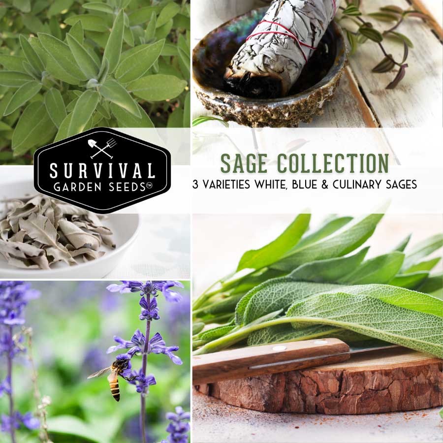 Sage Seed Collection - 3 Heirloom Herb Seed Packets