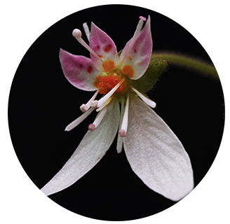 Strawberry Begonia