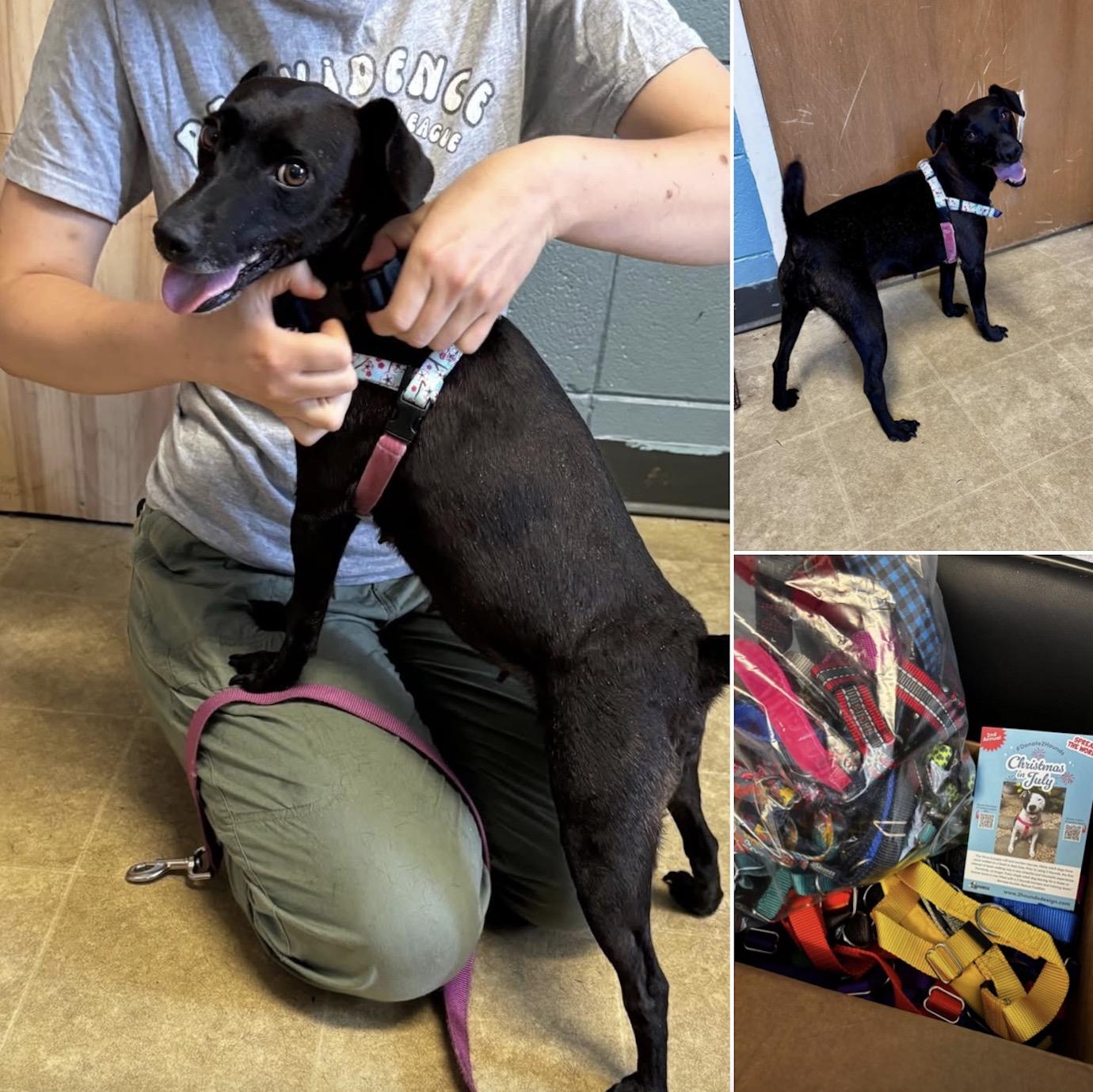 Providence Animal Rescue League