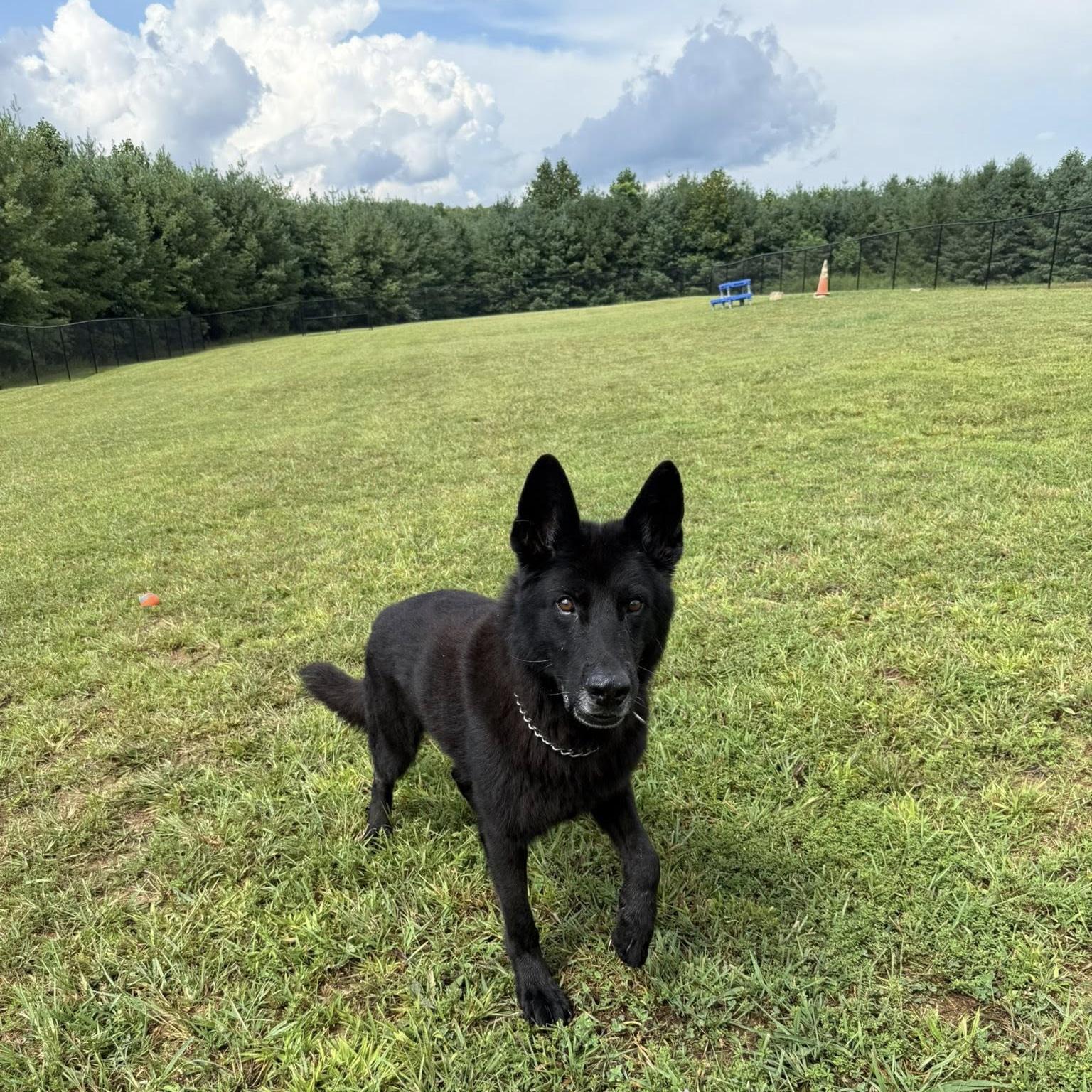 k9 bruno at the PK9H rehab & rehoming center