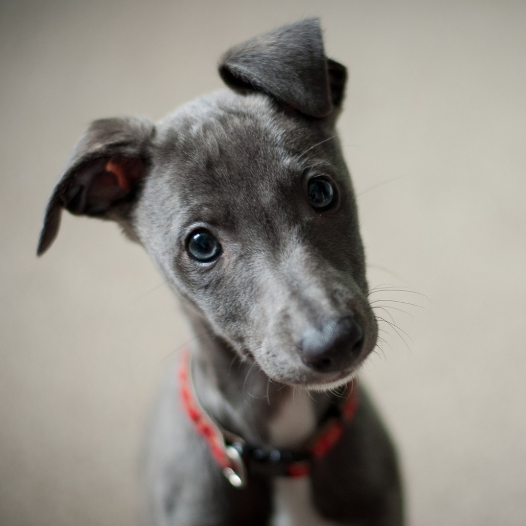 Close up of a gray dog