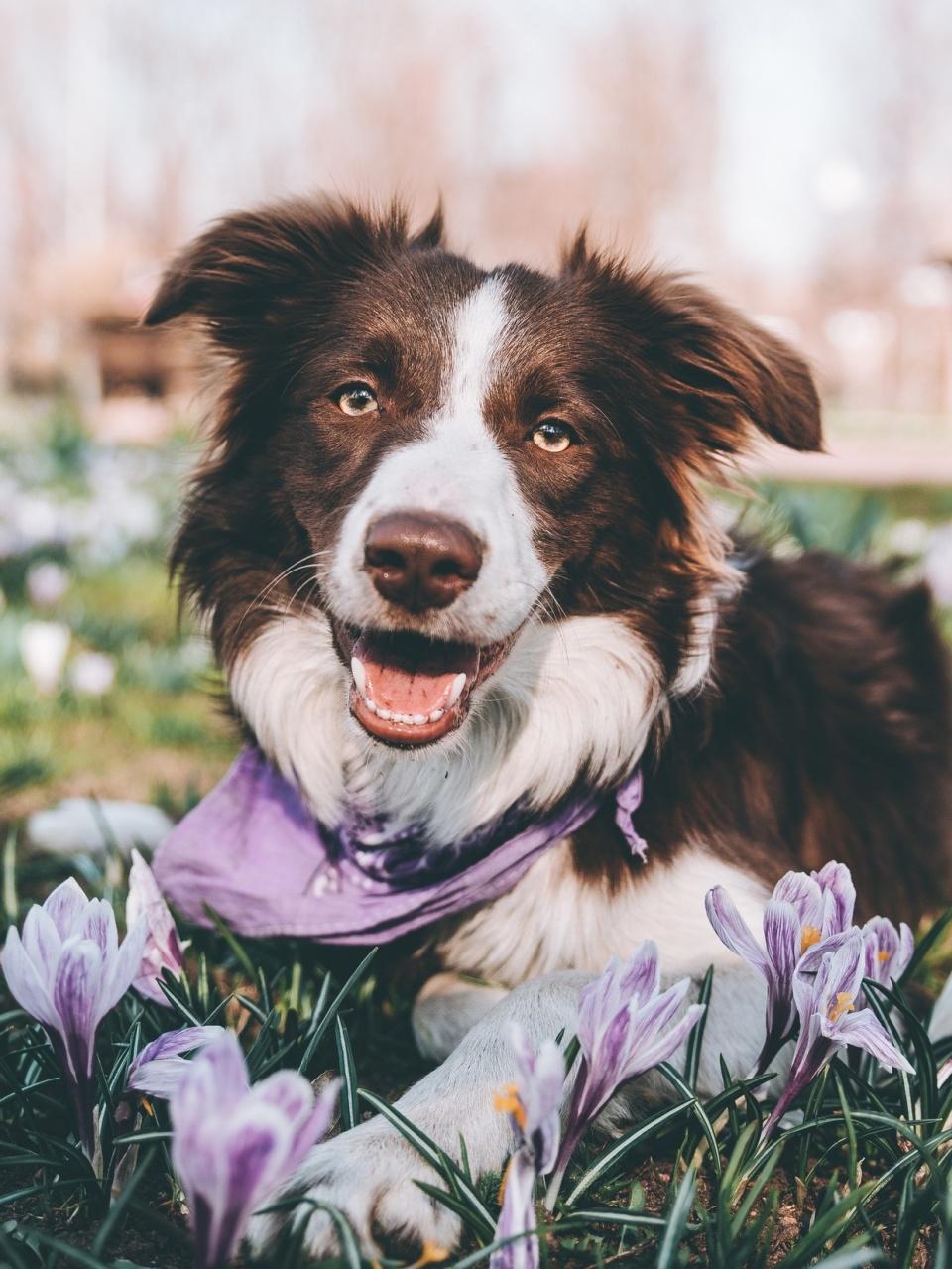 A cheerful brown-and-white dog wearing a purple bandana lies among blooming purple crocuses.
