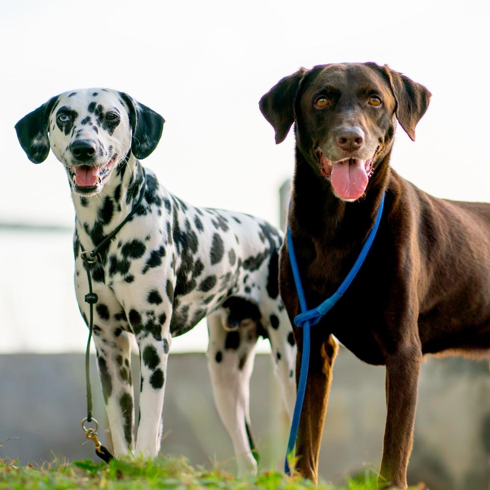 Dalmatian stand near fence of river together with brawn dog look at camera with evening light and it look relax and happy.