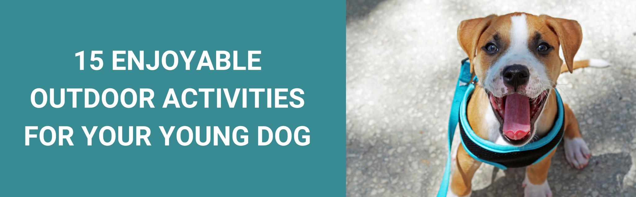 15 Enjoyable Outdoor Activities For Your Young Dog - Potty Buddy™