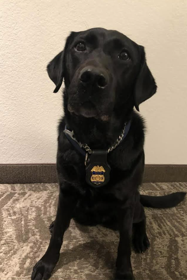 k9 randi 136