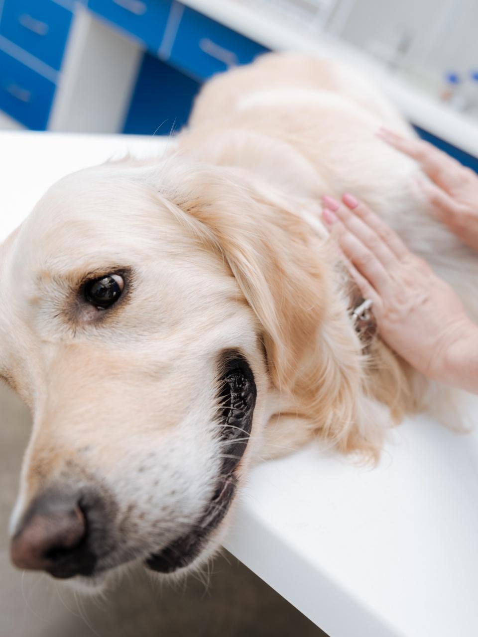 Close up of worried dog that preparing for examination