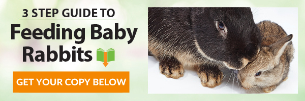 What Do You Feed Baby Rabbits and How?