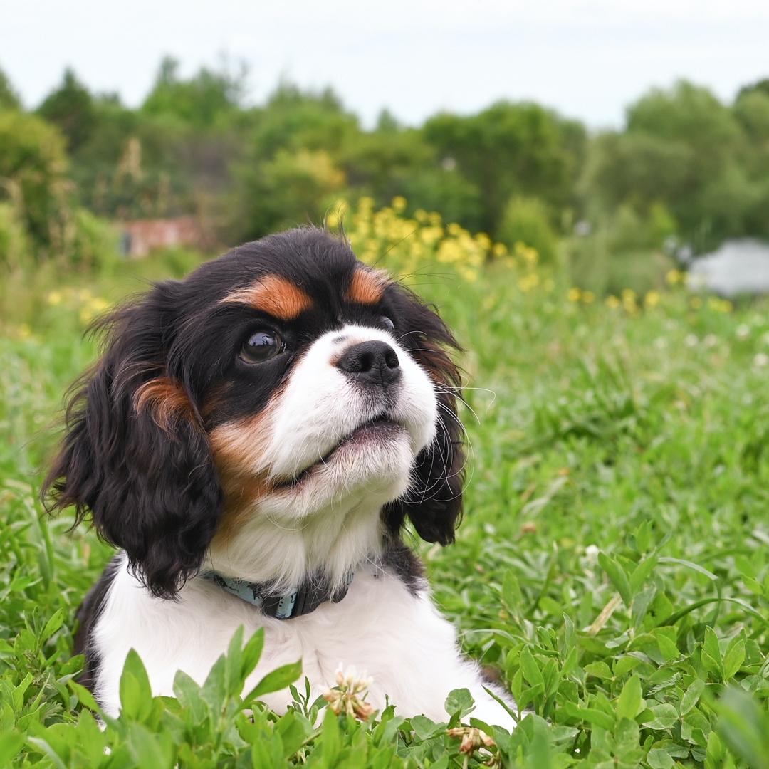 Charming cavalier Charles king spaniel puppy walks in park on green grass in summer