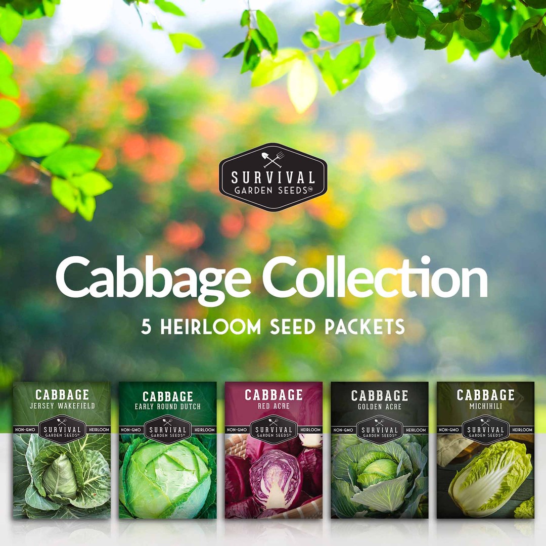 Cabbage Seed Collection - 5 varieties of heirloom cabbage seeds