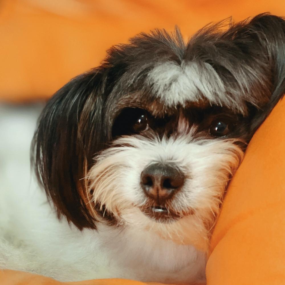 My dog at home on oranga pillow or sofa