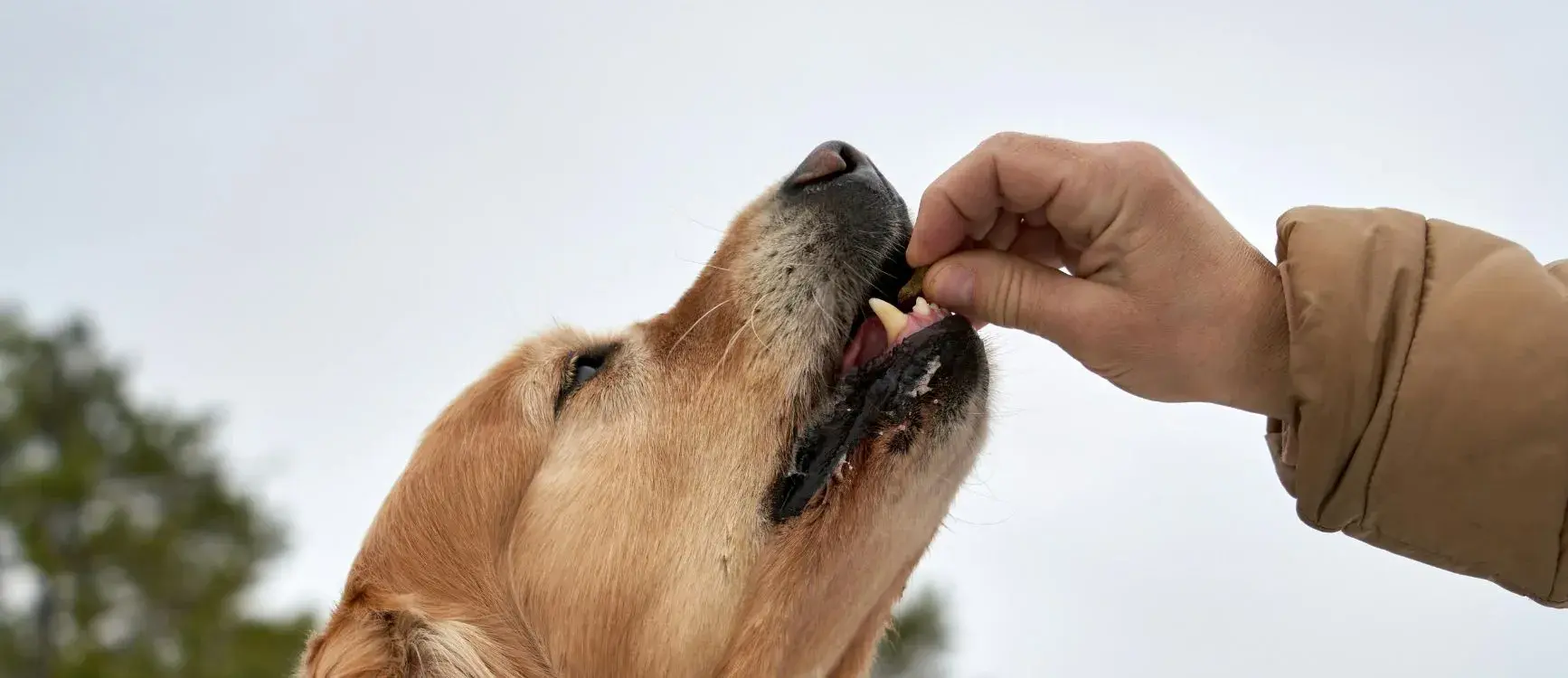 A person offers a piece of food to a dog, who eagerly awaits the treat.