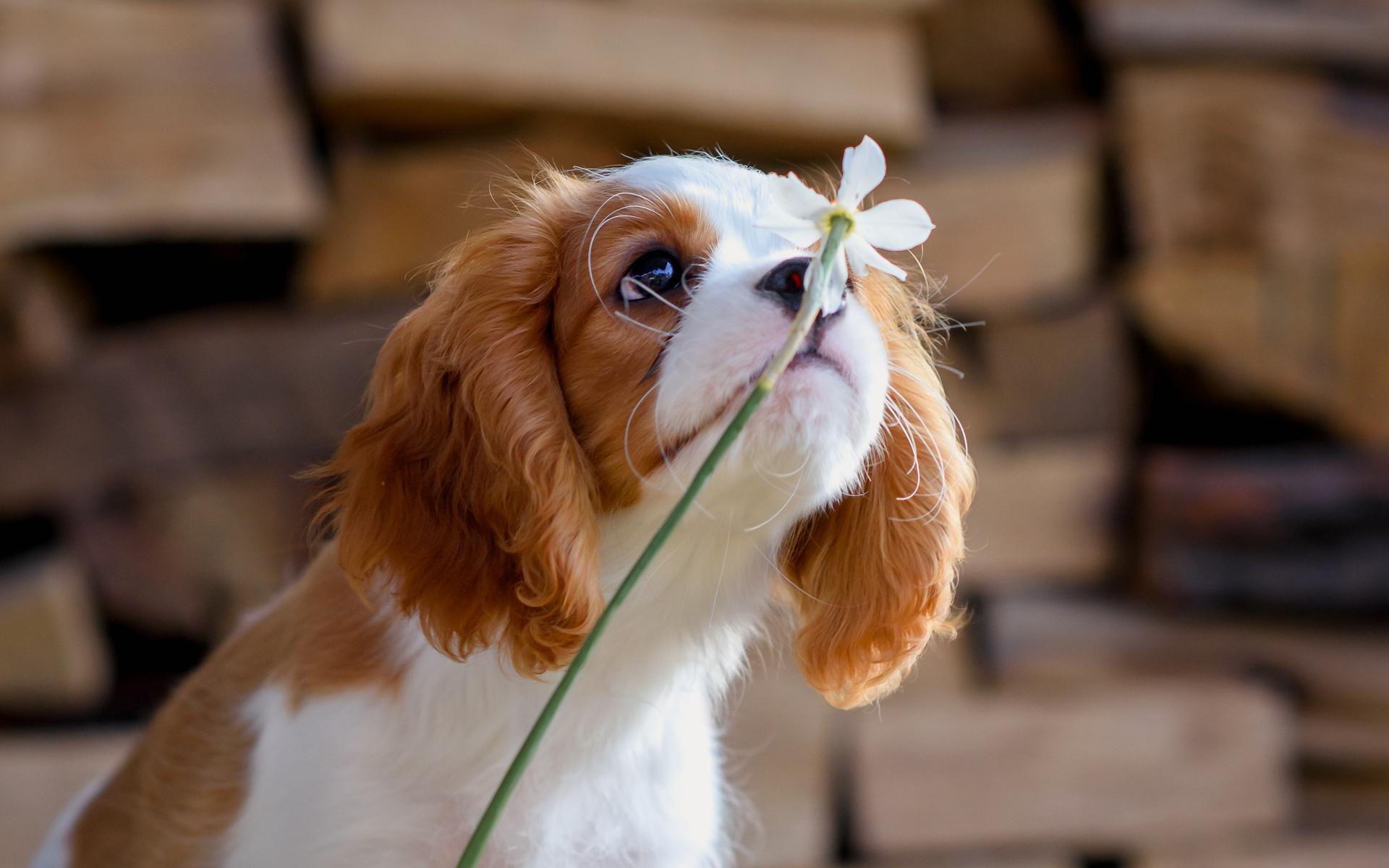 Cavalier King Charles Spaniel dog sniffs daffodil flower