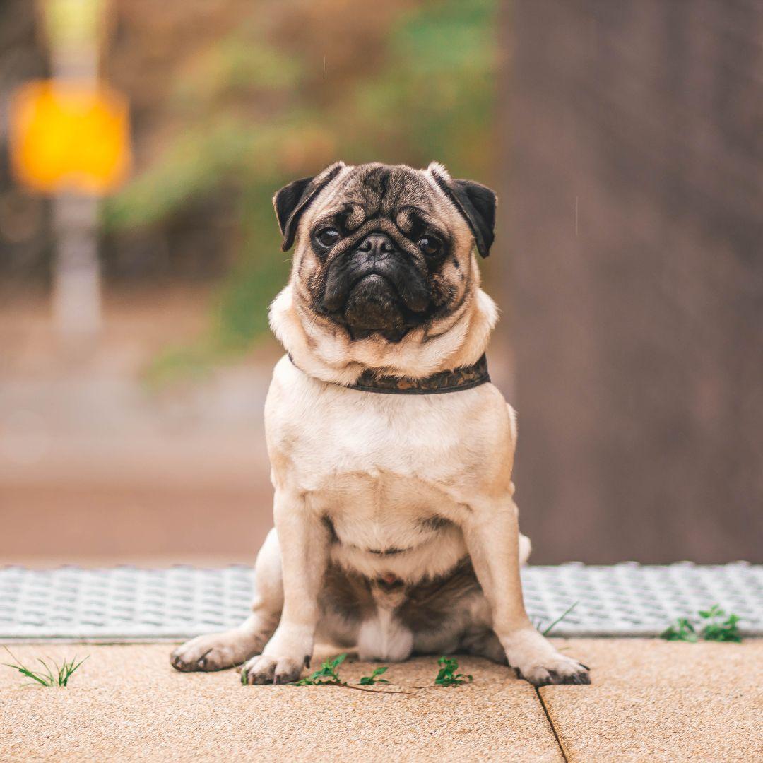 Pawn pug sitting on beige floor