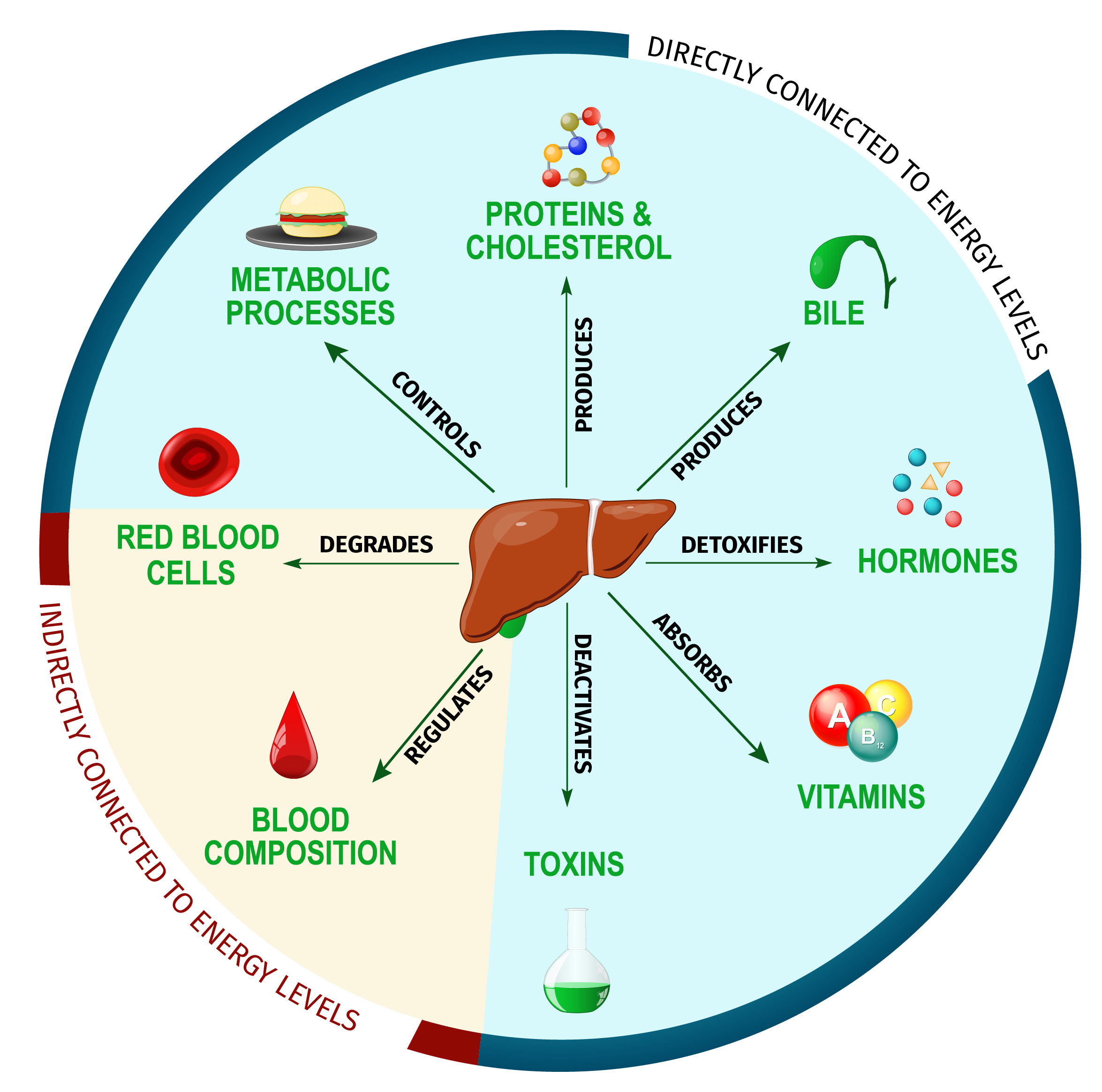 Different functions of our liver