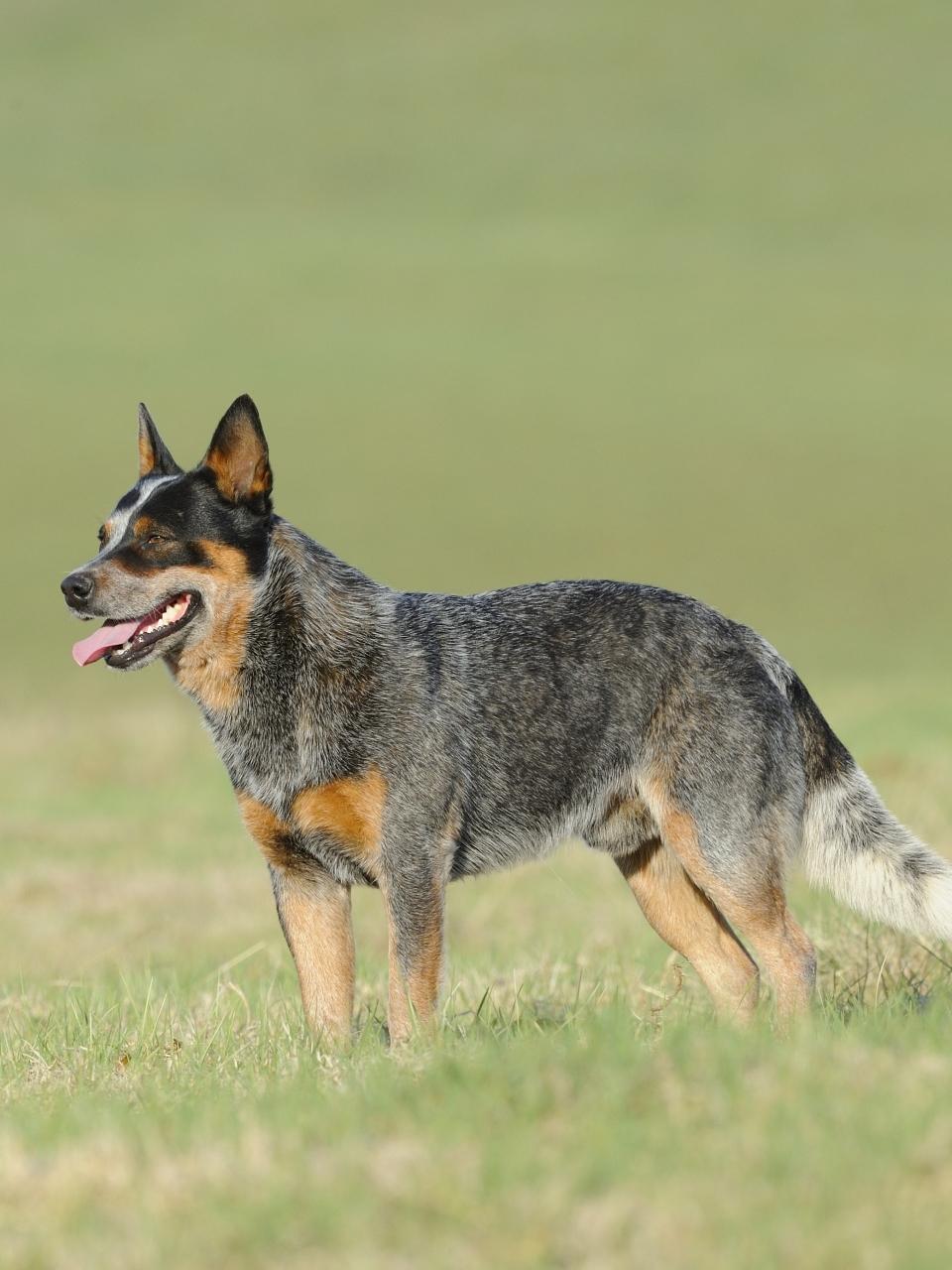 Australian Cattle Dog, aka Blue heelers. Karte Dinkum Aussie, a pedigree male cattle dog on a farm, Himeville, Kwazulu Natal, South Africa