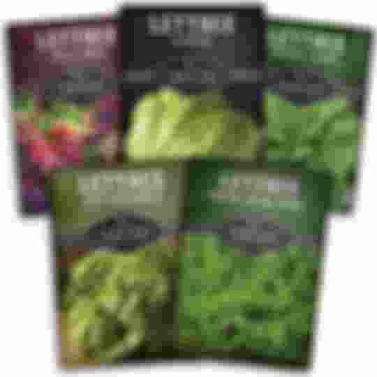5 heirloom lettuce seed packets