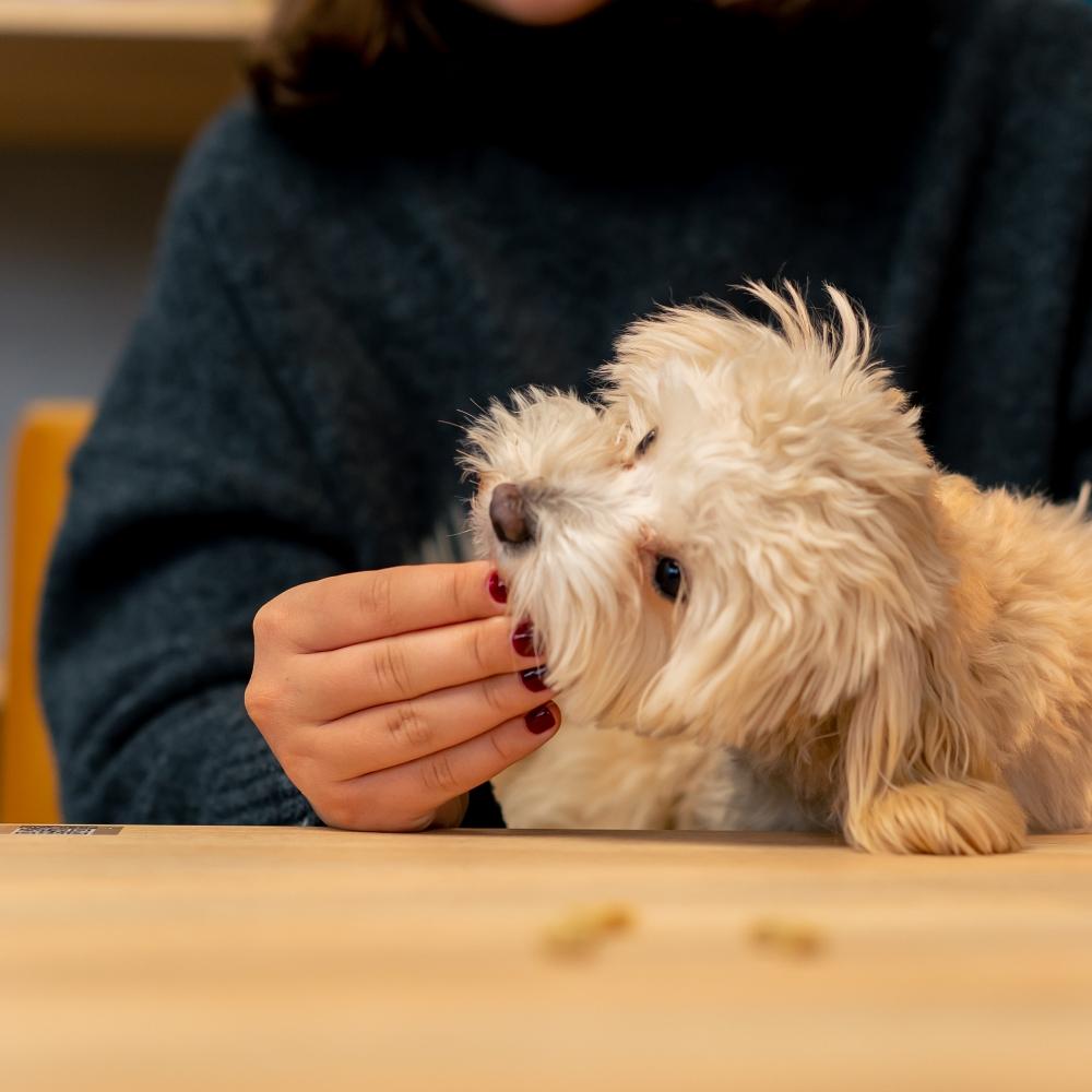 Havanese dog in the arms of his owner he is happy to be with her and eat delicious first trip