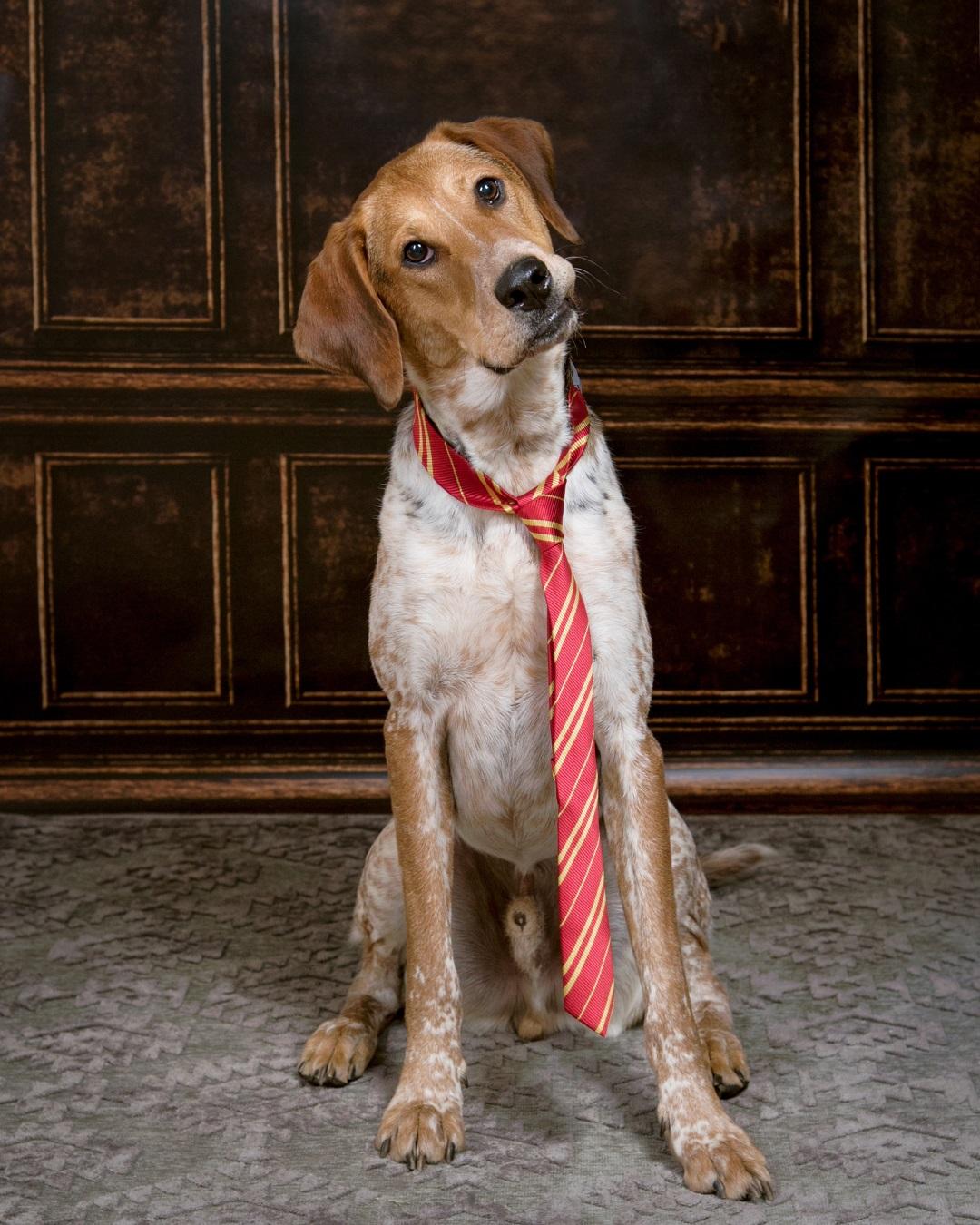 adorable hound dog wearing a tie