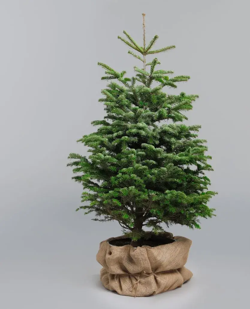 A small Christmas tree in a burlap bag, adorned with a wooden ornament, adding a festive touch to the decor.