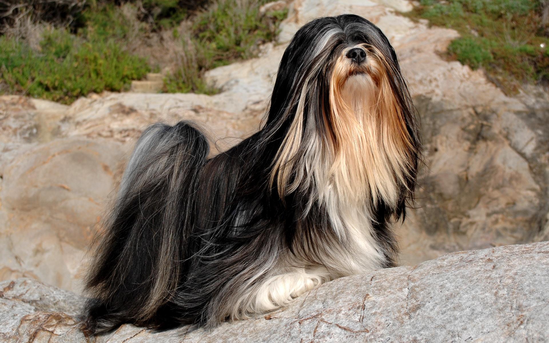 Portrait of lhasa apso dog in outdoors.